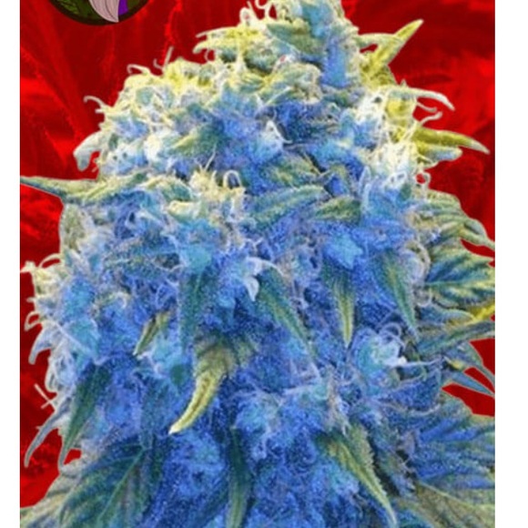 Meet your Posher, Jeff - Picture 1 of 1